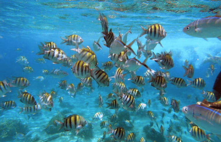 cozumel-tour-to-the-sky-palancar-and-colombia-by-traditional-speedboat