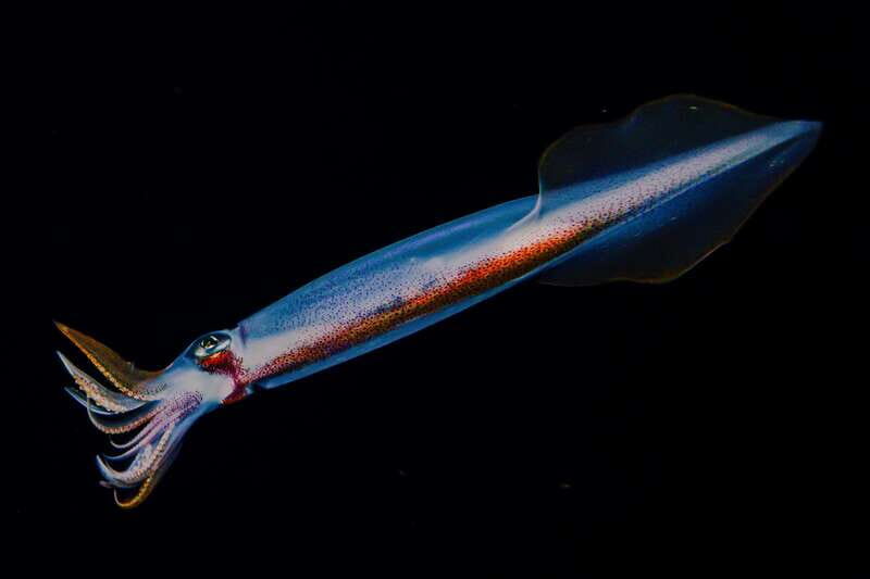 Cozumel: Twilight and Night Dive for Certified Divers - An Unforgettable Cozumel Nighttime Underwater Experience
