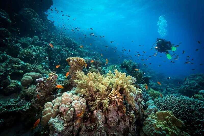 Cozumel: Twilight and Night Dive for Certified Divers - The Sum Up