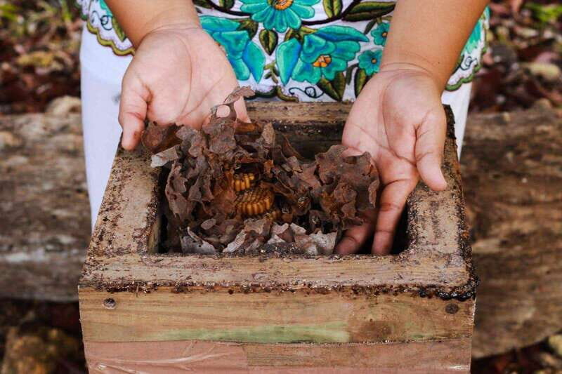 Cozumel: Ultimate Combo: Mayan Ruins, Bee Farm & Snorkeling - Key Points