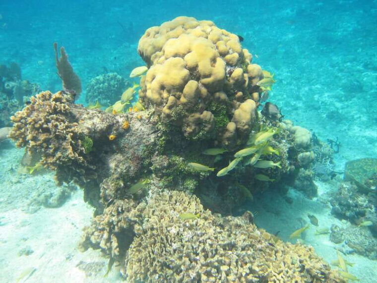 cozumel-vip-glass-bottom-boat-snorkeling-3-reefs-tour