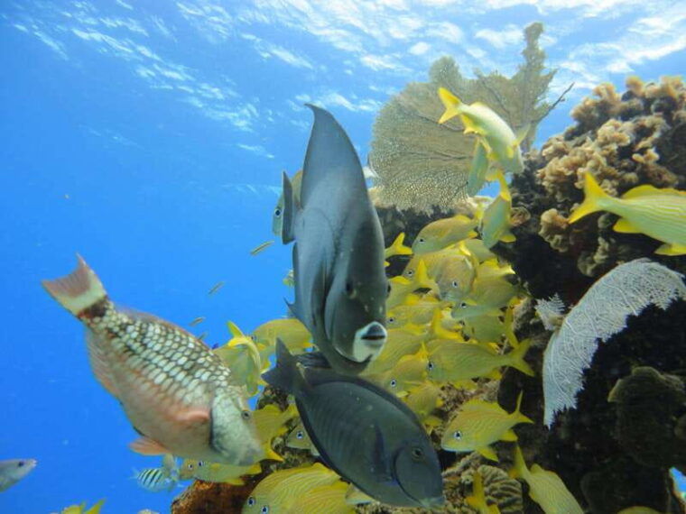 cozumel-vip-glass-bottom-boat-snorkeling-3-reefs-tour