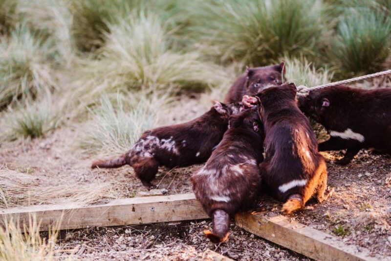 Cradle Mountain: After Dark Tasmanian Devil Feeding Tour - An In-Depth Look at the Experience