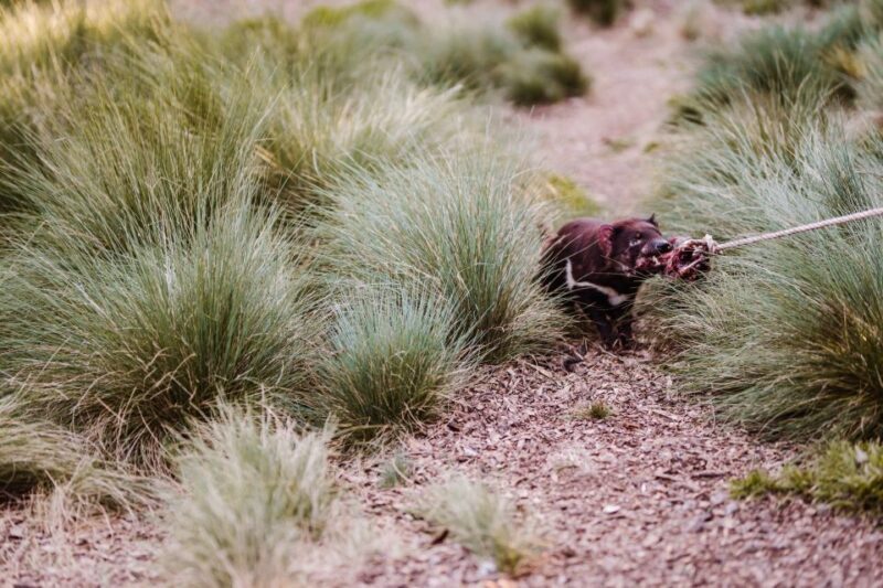Cradle Mountain: After Dark Tasmanian Devil Feeding Tour - The Sum Up