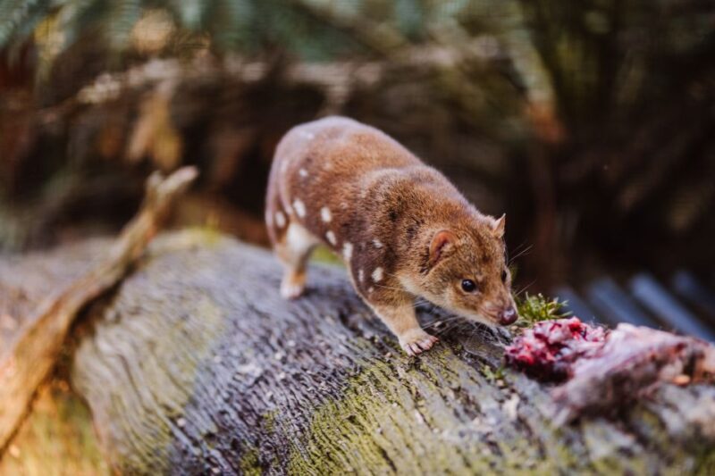 Cradle Mountain: After Dark Tasmanian Devil Feeding Tour - FAQ