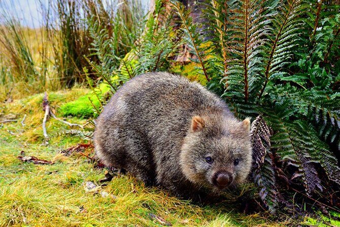 Cradle Mountain National Park Day Tour from Launceston - Exploring the Itinerary in Detail