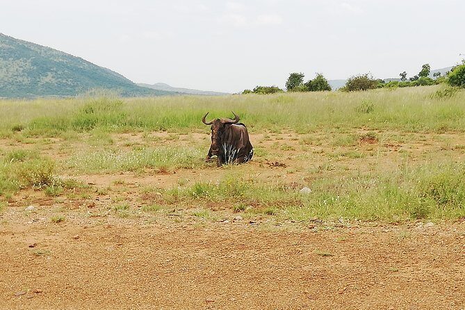 Cradle of Human Kind & Lion & Rhino Park Tour Full day Tour Private - Final Thoughts