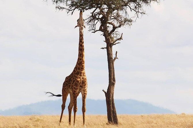 Cradle of Human Kind & Lion & Rhino Park Tour Full day Tour Private - FAQ
