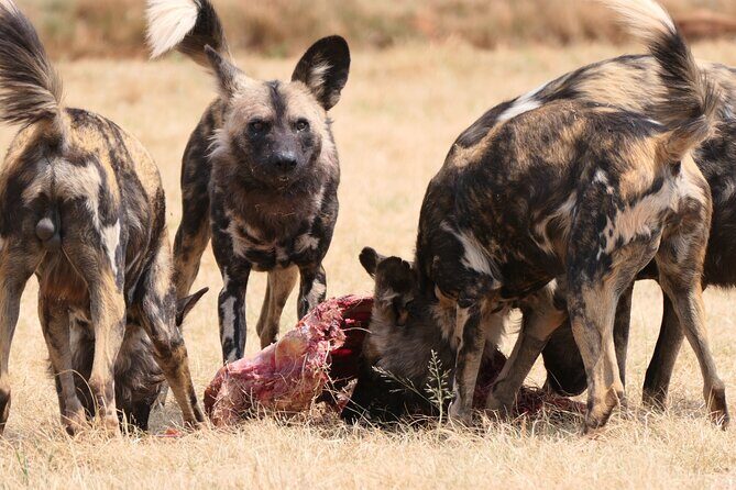 Cradle of Humankind, Caves or Maropeng, Rhino and Lion Park - Introduction: Why This Tour is Worth Your Time
