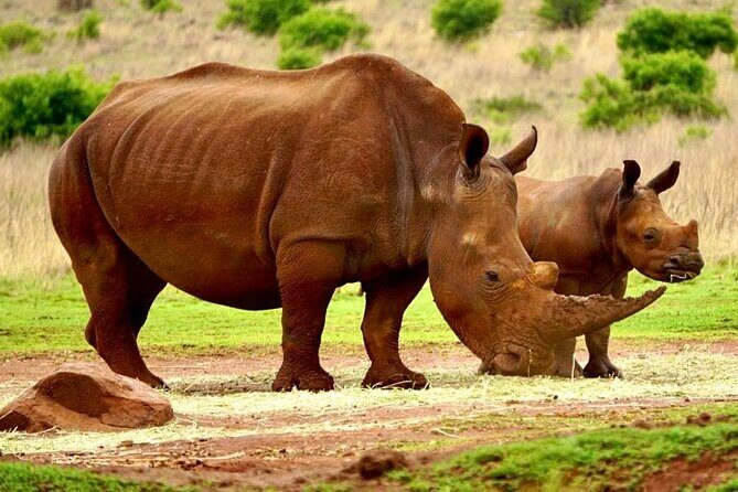 Cradle of Humankind, Caves or Maropeng, Rhino and Lion Park - The Sum Up