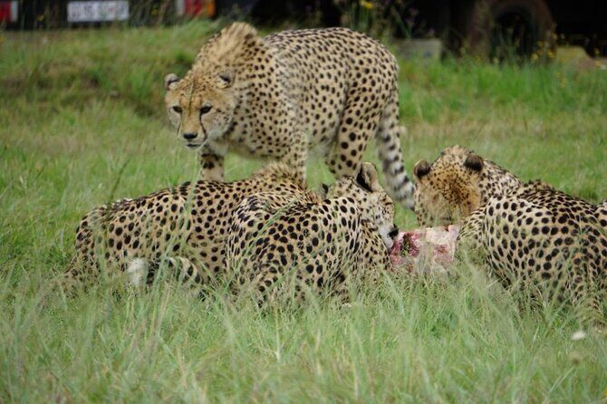 Cradle of Humankind, Caves or Maropeng, Rhino and Lion Park - Frequently Asked Questions