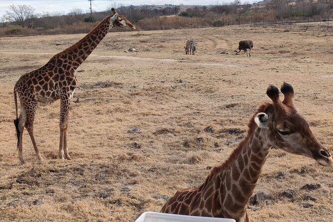 Cradle of Humankind Full Day Tour from Pretoria and Johannesburg - What to Expect and Practical Details