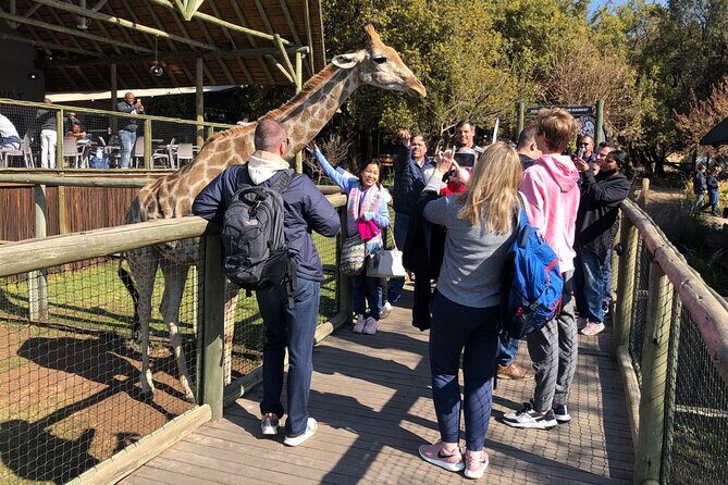Cradle of Humankind Tour with Lion Safari from Johannesburg - A Well-Rounded Day of Discovery