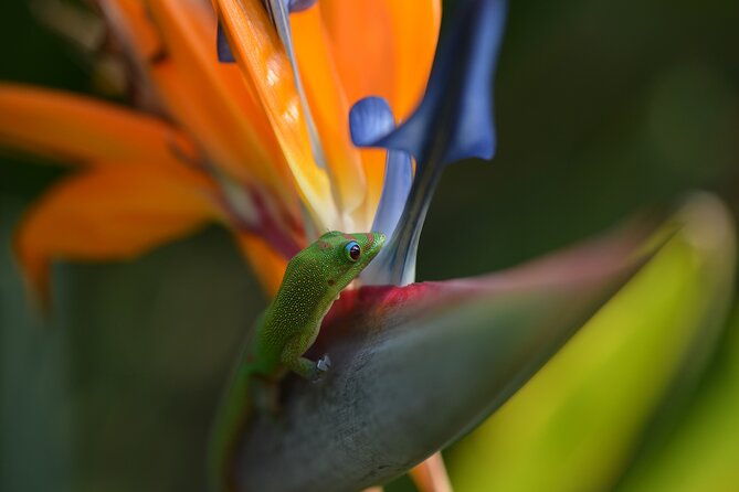 creative-soul-scavenger-hunt-hanapepe-kauai