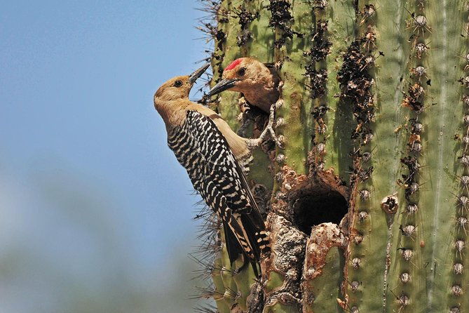 creative-soul-scavenger-huntsabino-canyoncatalina-parktucson-2
