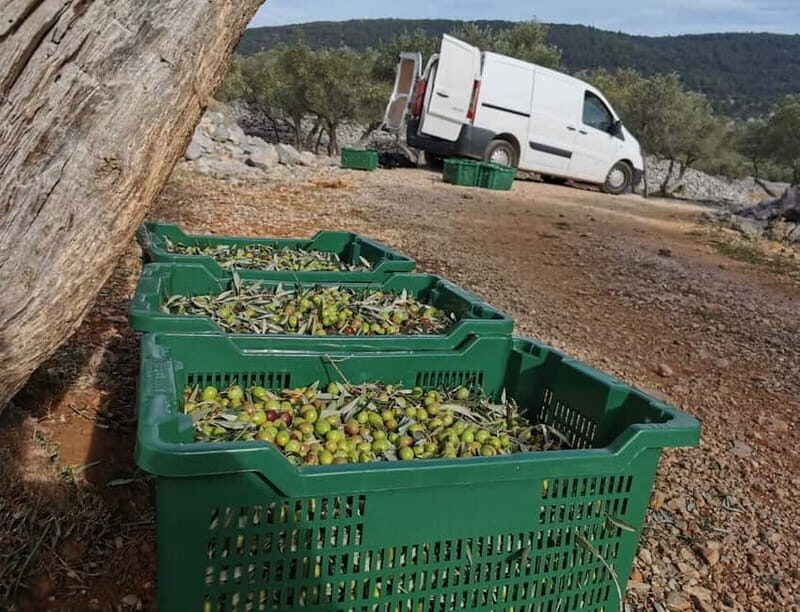 Cres Olive Harvest Tour - Transportation, Duration, and Practicalities