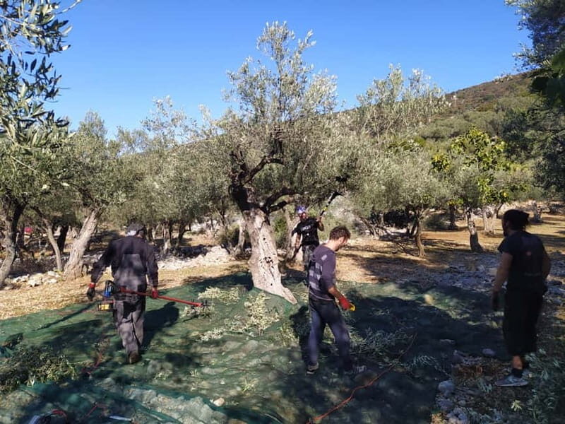 Cres Olive Harvest Tour - The Authenticity and Personal Touch