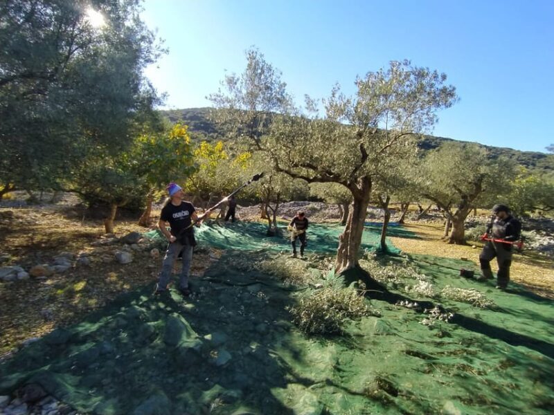 Cres Olive Harvest Tour - Analyzing the Value