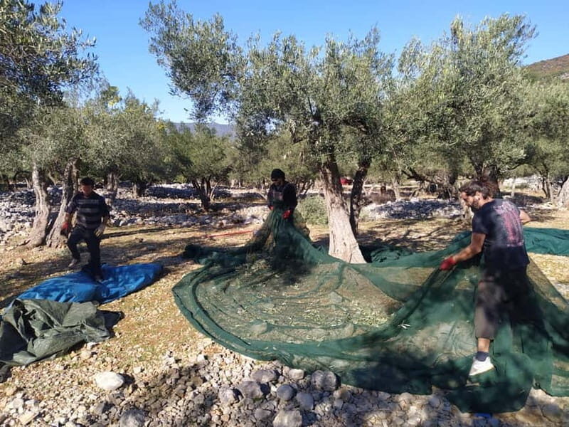 Cres Olive Harvest Tour - Who Will Love This Tour?