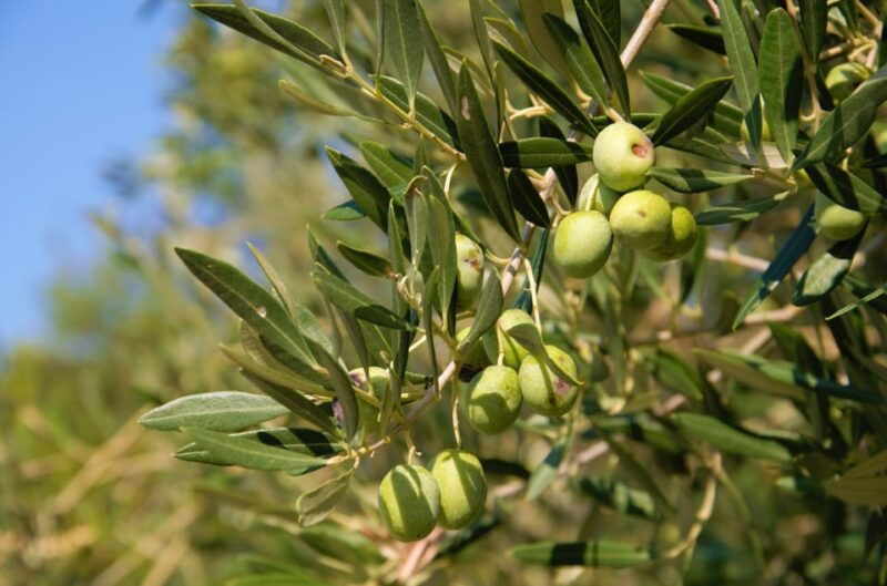 cres-olive-oil-walking-tour-with-tastings
