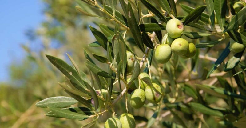 cres-olive-oil-walking-tour-with-tastings