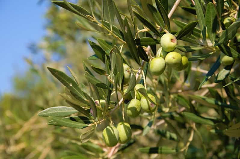 cres-olive-oil-walking-tour-with-tastings