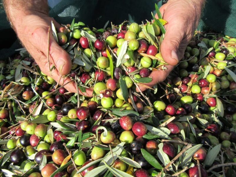 cres-olive-oil-walking-tour-with-tastings