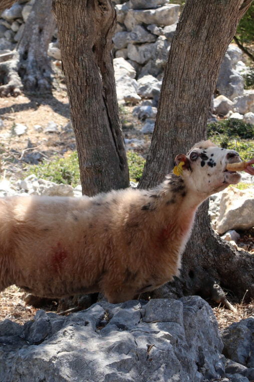 cres-olive-oil-walking-tour-with-tastings