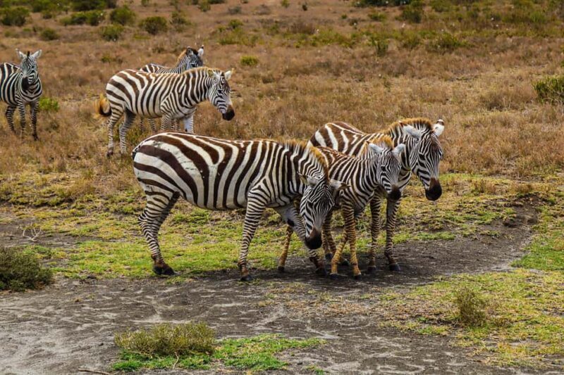 Crescent Island and Lake Naivasha: A Walking Safari - A Detailed Look at the Experience
