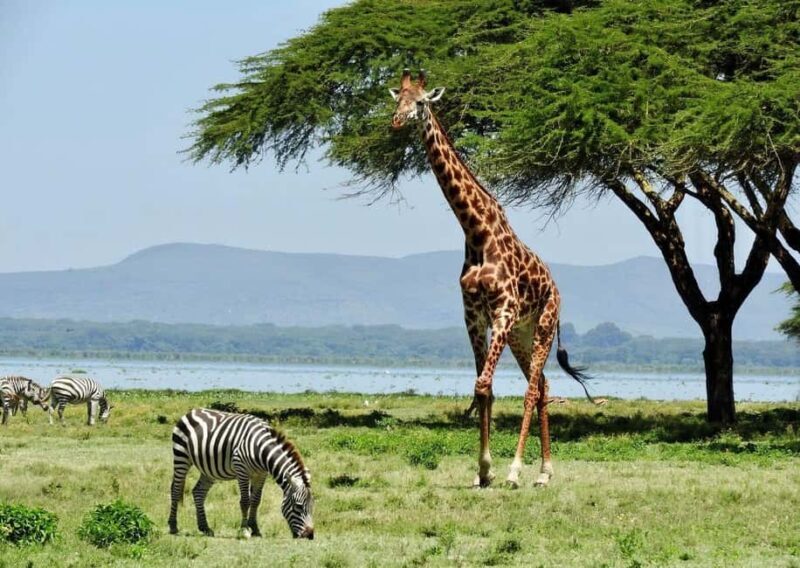 Crescent Island Day Trip with Boat Ride from Nairobi - The Experience Breakdown: What to Expect