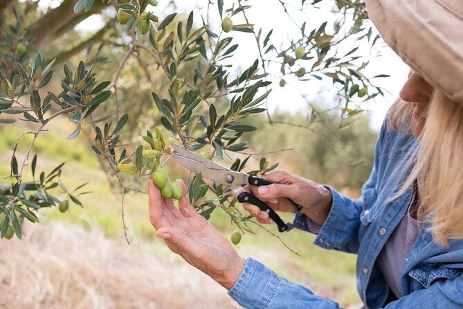 cretan-wines-olive-oil-tour-the-treasures-of-crete