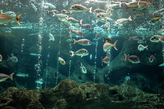 cretaquarium-entrance-ticket-in-crete