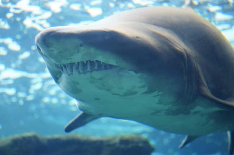 Cretaquarium Tour - An In-Depth Look at Cretaquarium