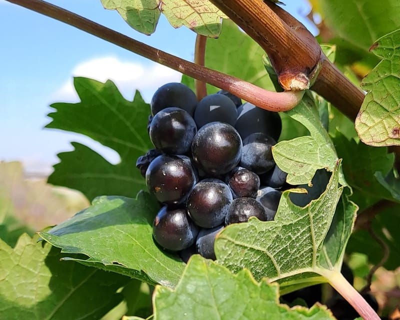 crete-2-wineries-tour-with-wine-tasting-olive-oil-lunch