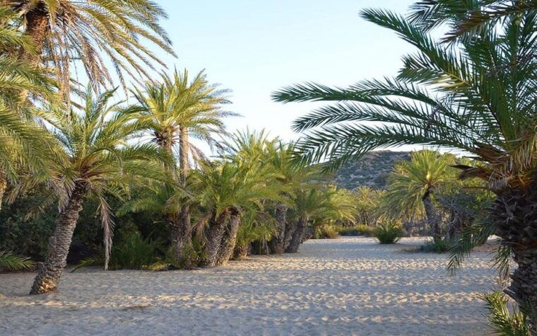crete-and-heraklion-areas-direct-day-trip-vai-beach