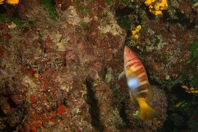 Crete-Chania: Snorkeling & Scuba Dive for Beginners by Boat - Final Thoughts: Is This Tour Right for You?