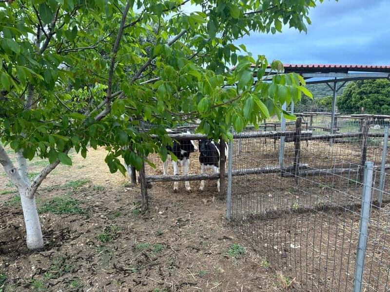 Crete: Farm Visit with Cheese Tasting and Milking Experience - FAQ