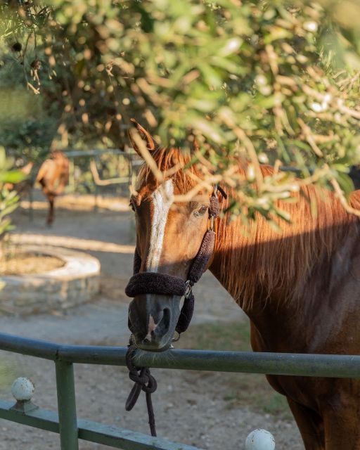 crete-horse-riding-cretan-countryside-ride