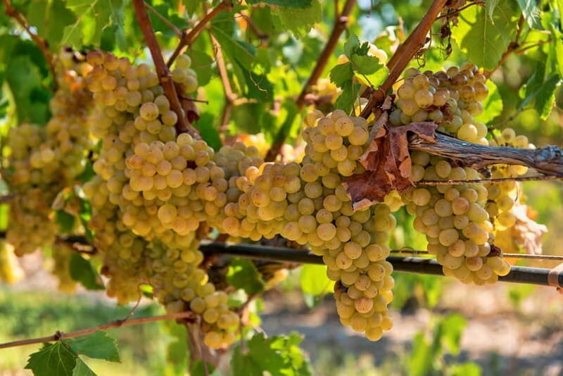 Crete: Monastery Tour & Wine Tasting Experience - An Authentic Journey into Crete’s Spiritual and Viticultural Heart