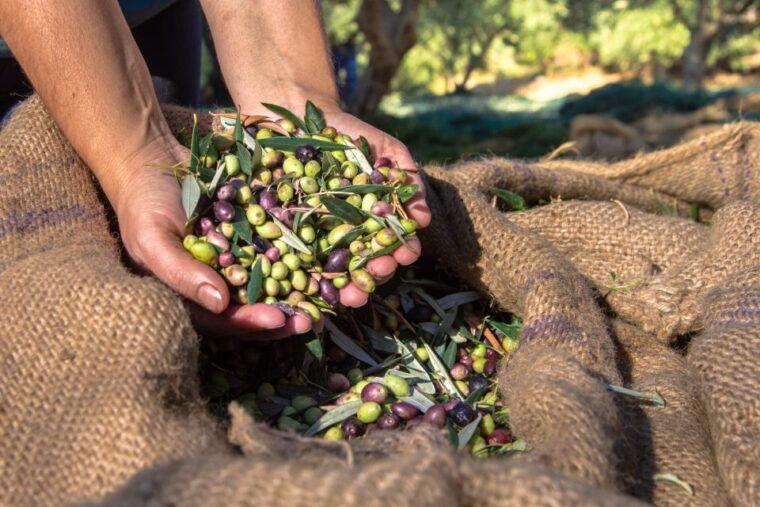 crete-olive-wine-raki-on-a-flavorful-culinary-journey