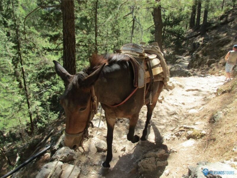 crete-private-guided-trek-to-samaria-gorge-with-transfer