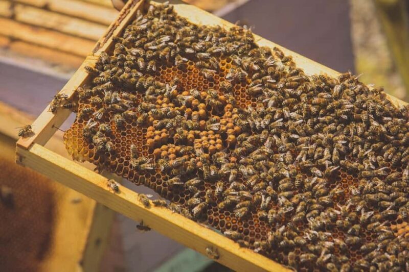 Crete: Rouvas Forest Truffle Hunt and Beekeeping Experience - Discovering Crete’s Rouvas Forest  
