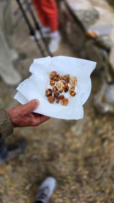 Crete: Rouvas Forest Truffle Hunt and Beekeeping Experience - Culinary Delights and Organic Tastes  