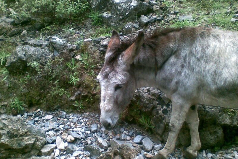 crete-samaria-gorge-hiking-with-transfer-and-expert-escort