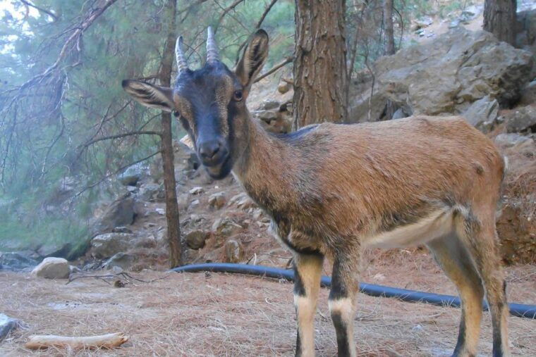 crete-samaria-gorge-hiking-with-transfer-and-expert-escort