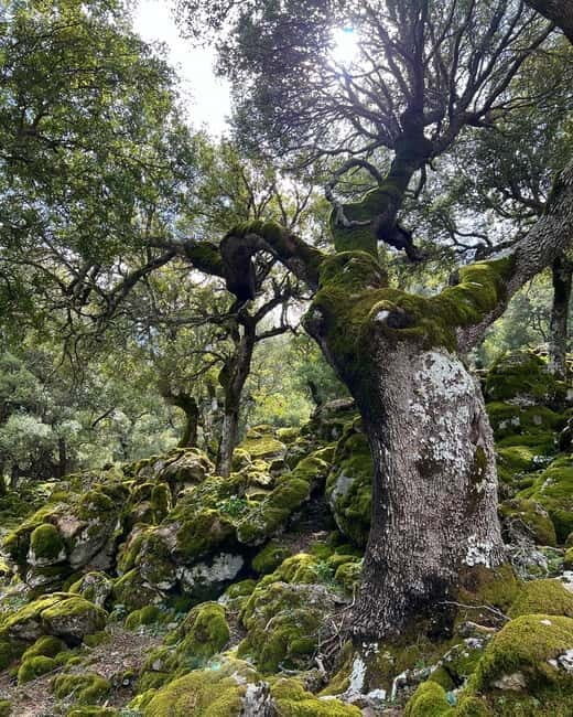 Crete: Sarakina Gorge, Forests, and South Coast Safari - Practical Details That Matter
