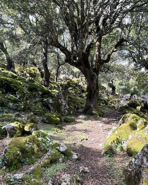Crete: Sarakina Gorge, Forests, and South Coast Safari - Authentic Experiences via Reviews