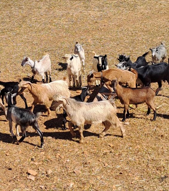 crete-shepherds-life-psiloritis-mountain-tour-with-meal