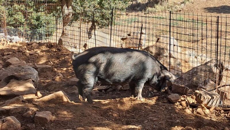 crete-shepherds-life-psiloritis-mountain-tour-with-meal