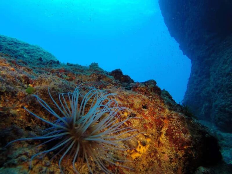Crete: Snorkel Cretes Hidden Coves by Boat - Who Should Consider This Experience?
